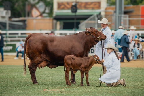 NIOA Ekka 7907