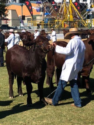 Ekka2018 1