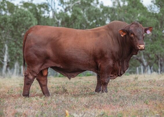 LOT 57 RIVERINA ROLAND SANCHEZ R88 PP ET